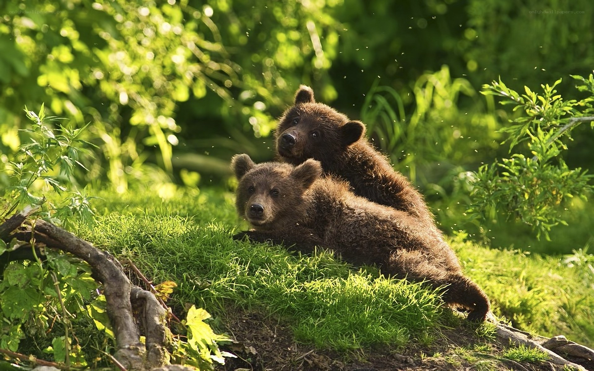 Two bear cubs in the forest