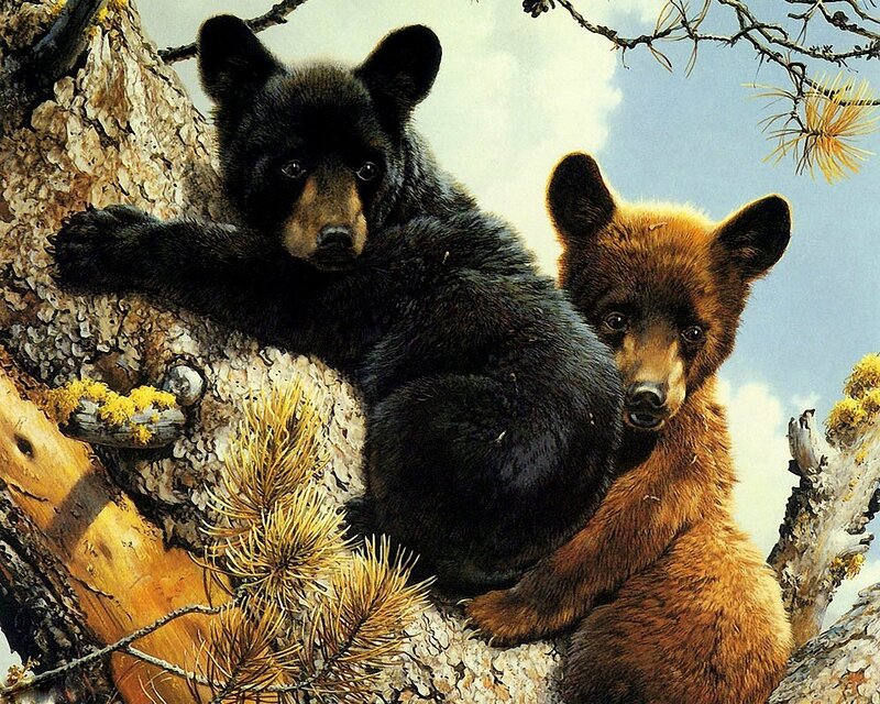 Two Bear Cubs in Tree