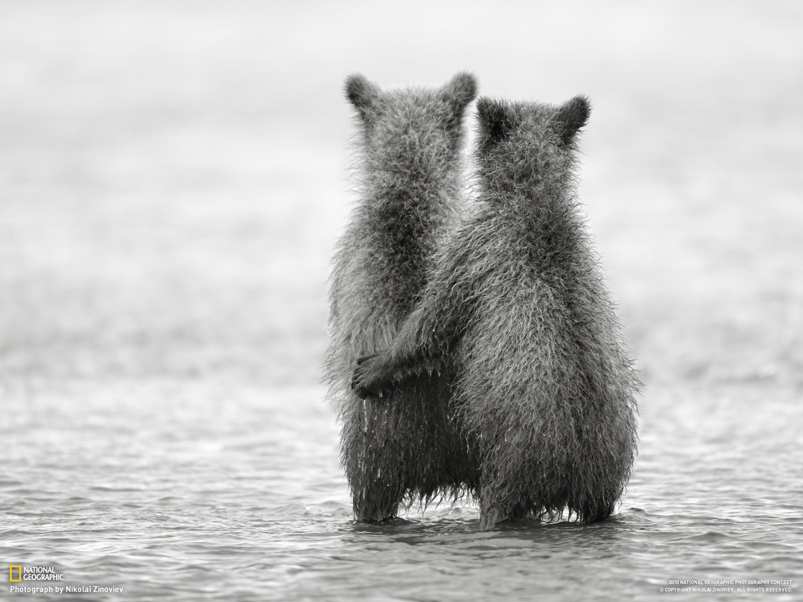 Two bear cubs in water