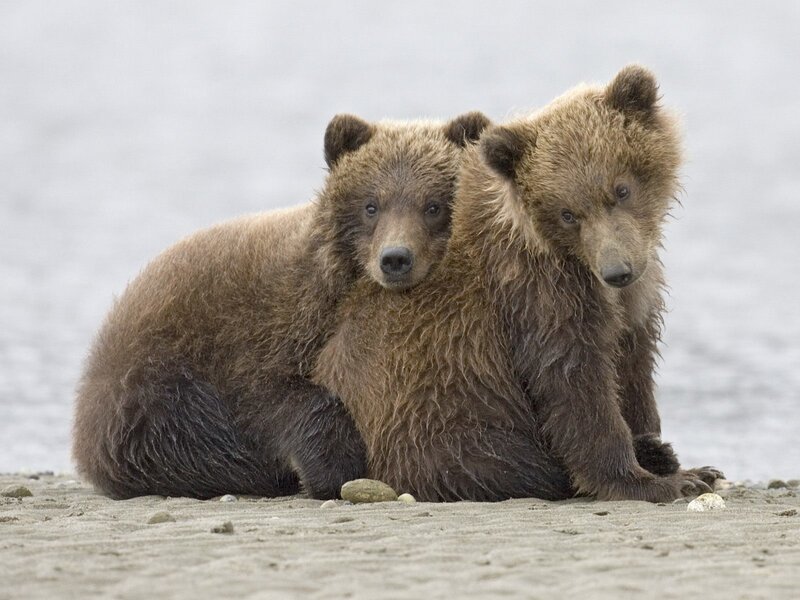 two bear cubs on a beach