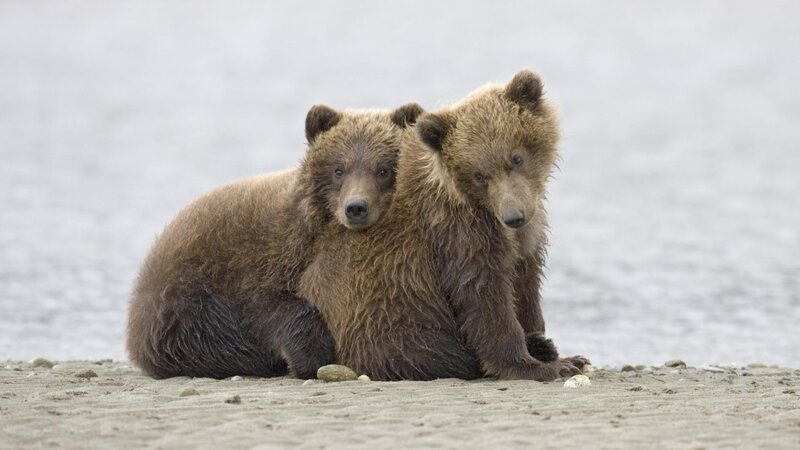 Two bear cubs on a beach