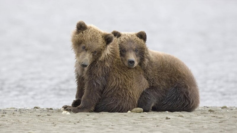 Two bear cubs on a beach