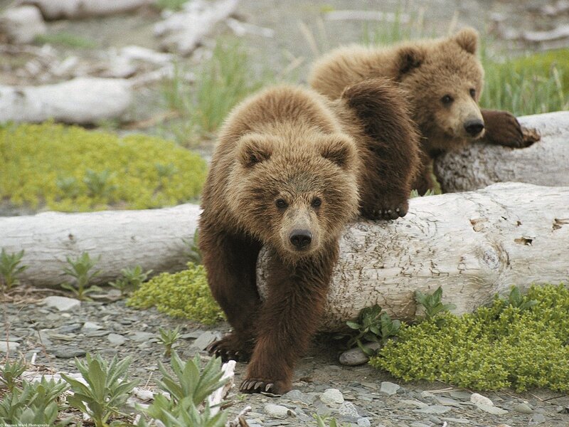 Two bear cubs on a log