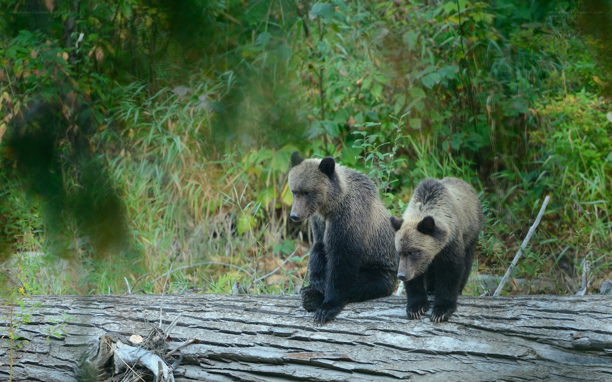 Two bear cubs on a log