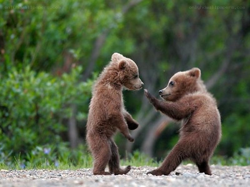 Two bear cubs playing