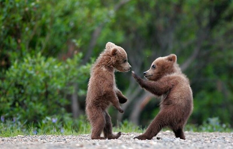 Two Bear Cubs Playing — Brown, Playful, Afternoon, Photograph, Gravel Path