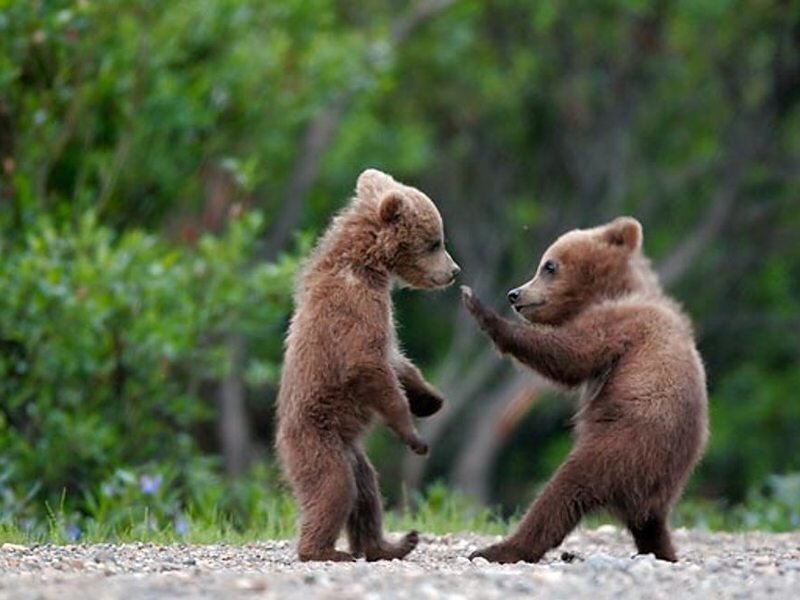 Two Bear Cubs Playing — Brown, Playful, Afternoon, Photograph, Gravel Path, Trees