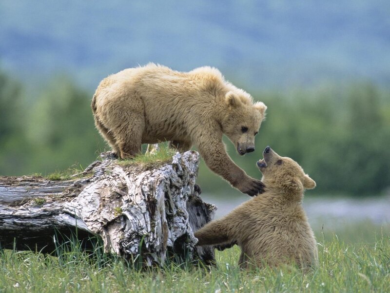 Two Bear Cubs Playing — Brown, Playful, Afternoon