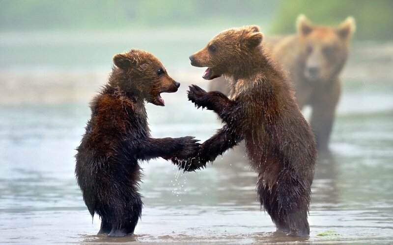 Two Bear Cubs Playing — Brown, Playful, Morning
