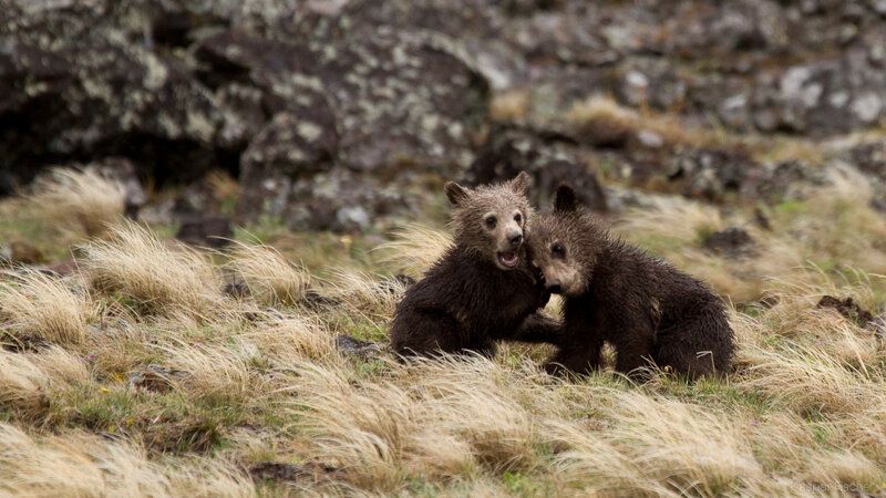 Two Bear Cubs Playing — Brown, Playful