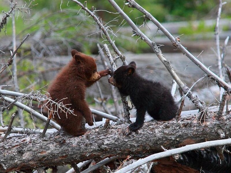 Two Bear Cubs Playing — Brown