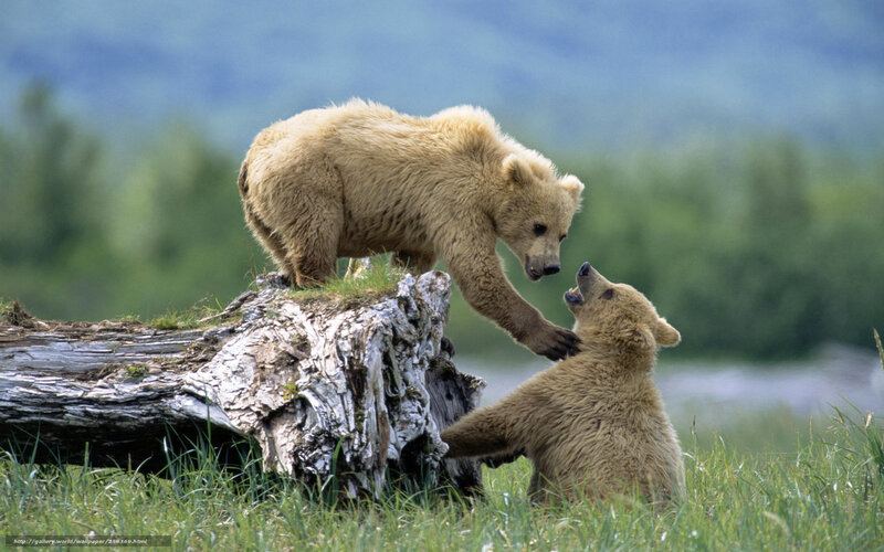 Two Bear Cubs Playing — Green, Playful, Afternoon