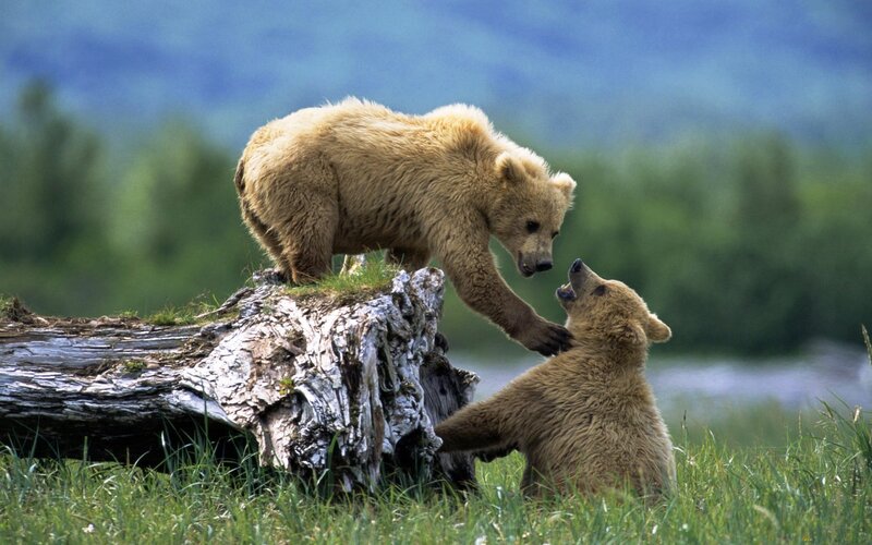 Two Bear Cubs Playing — Green, Playful