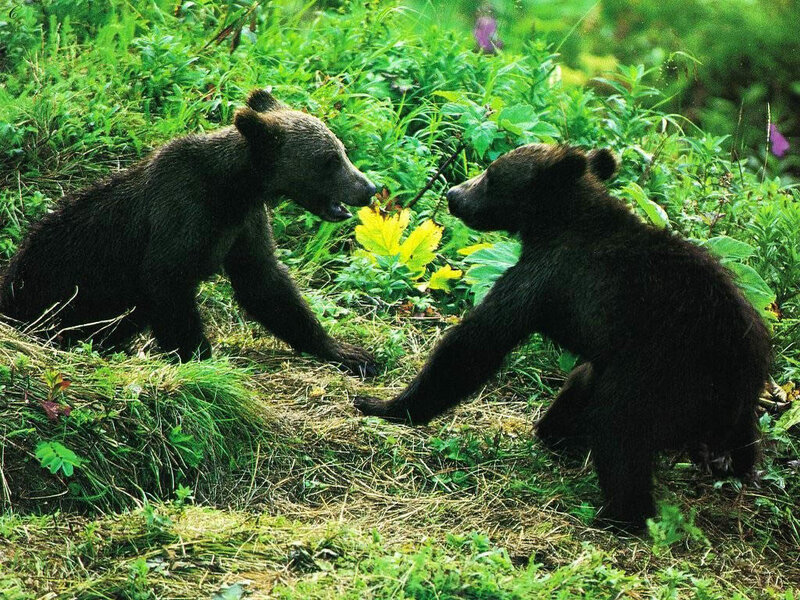 Two Bear Cubs Playing — Green