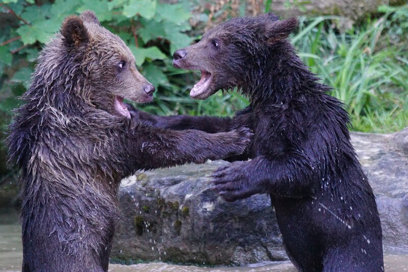 Two bear cubs playing