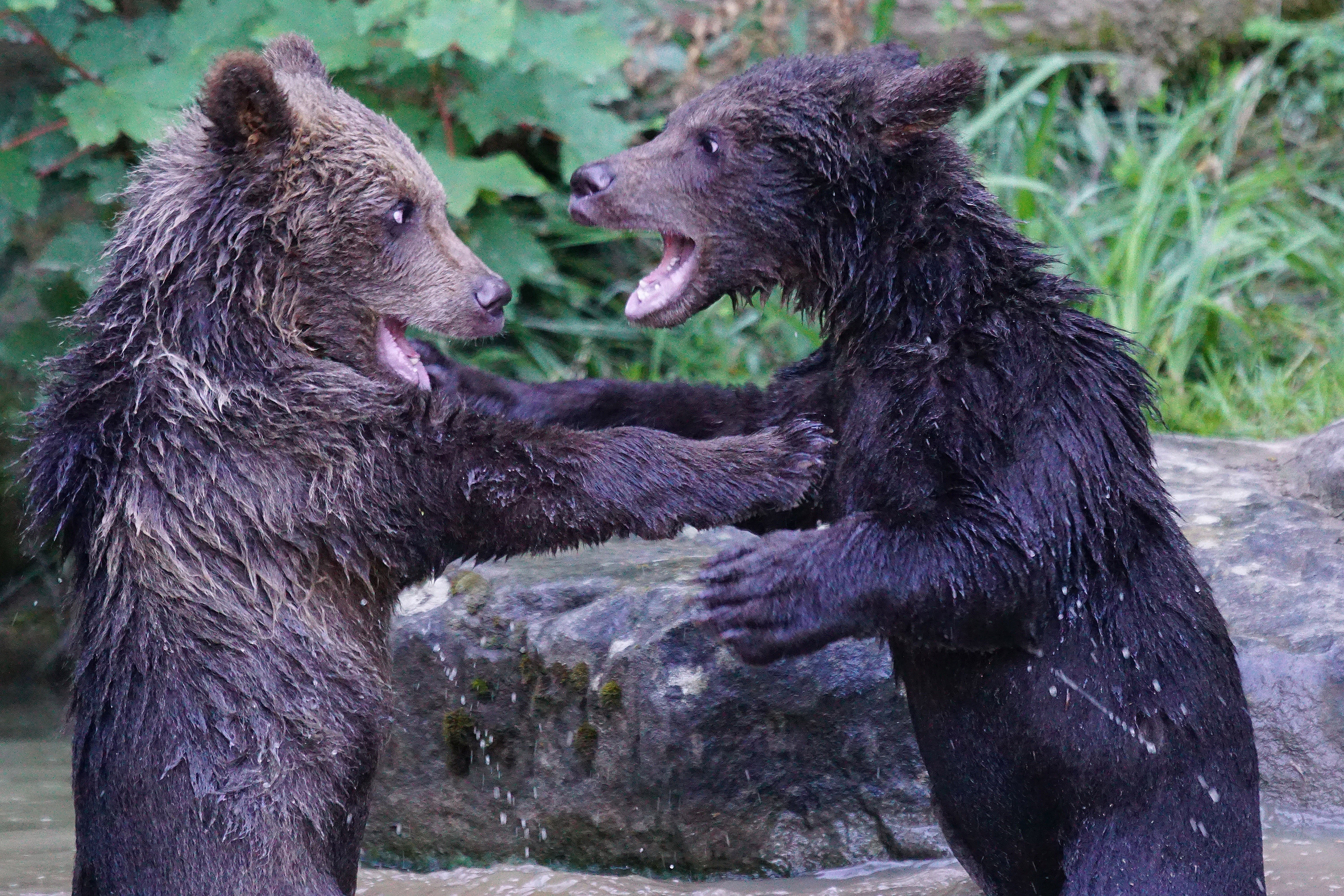 Two bear cubs playing