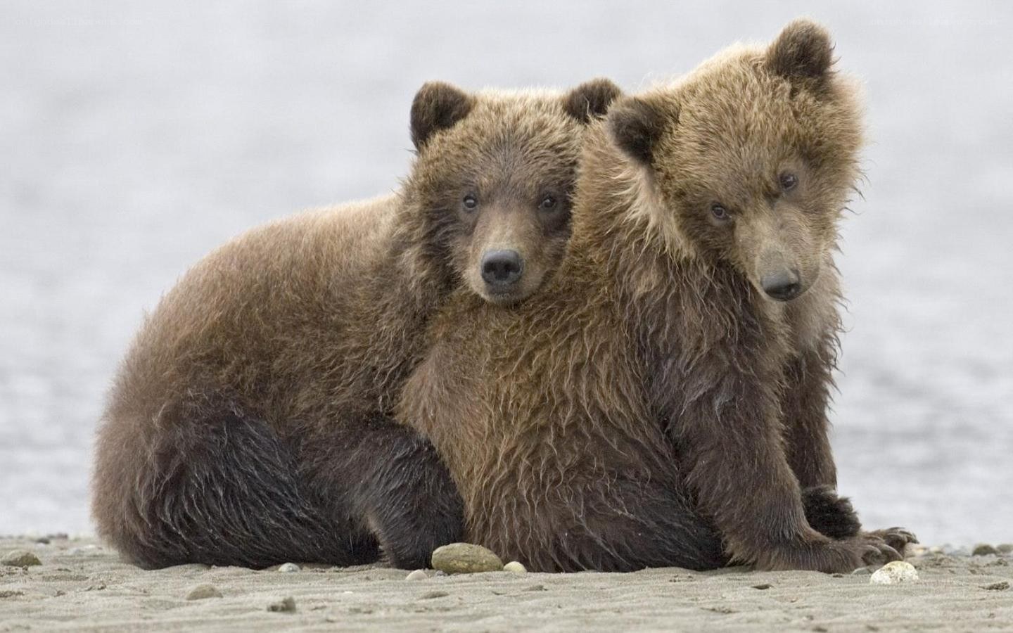 two bear cubs sitting together