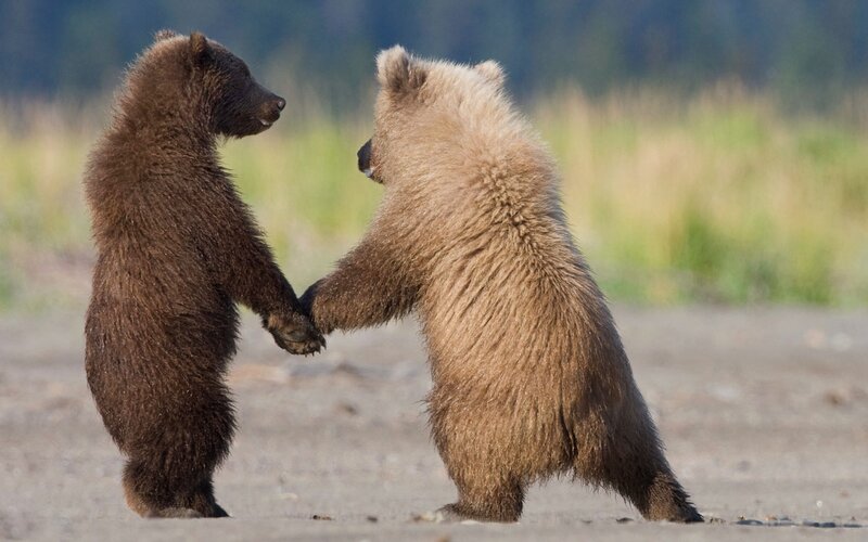 Two Bear Cubs Standing — Brown
