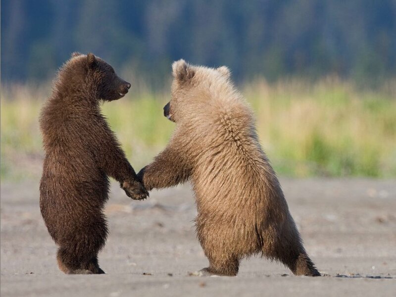 Two Bear Cubs Standing