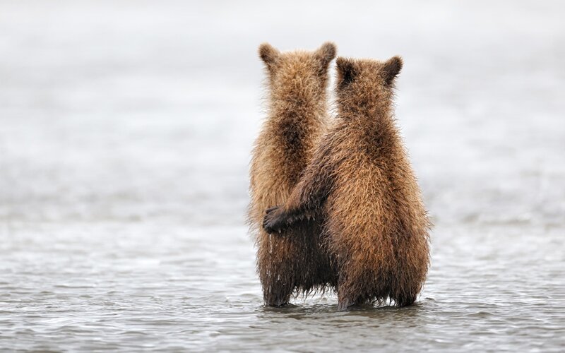 Two Bear Cubs