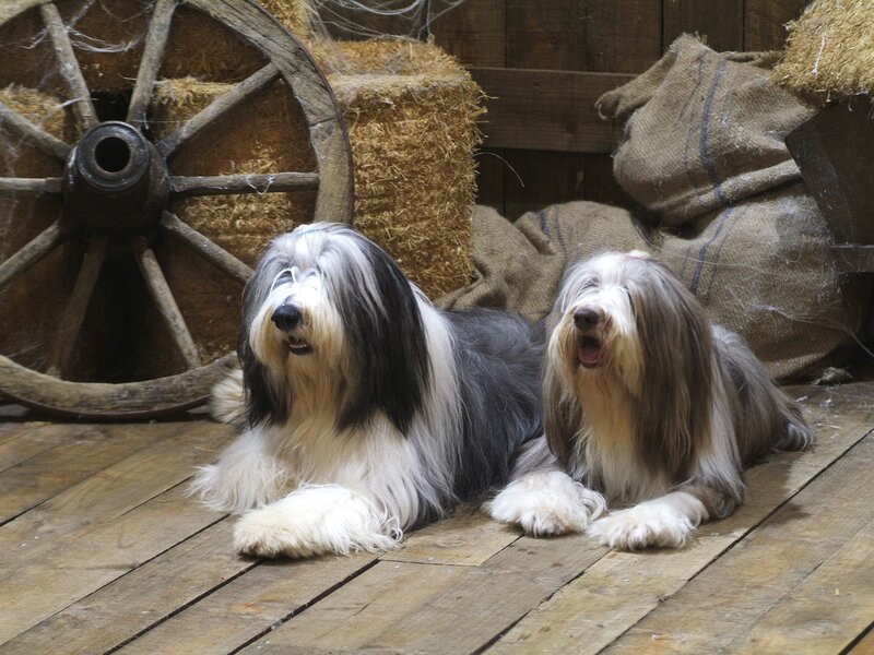 Two Bearded Collies — Brown, Calm, Photograph