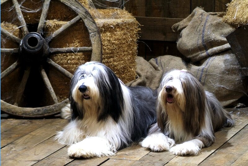 Two Bearded Collies — Brown, Calm