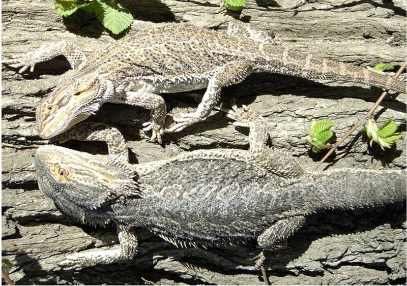 Two Bearded Dragons — Brown, Calm, Afternoon, Photograph