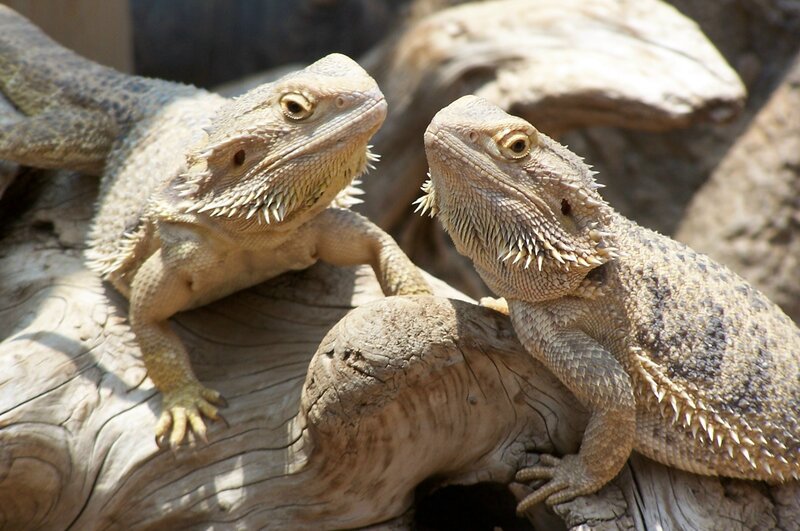 Two Bearded Dragons — Brown, Calm