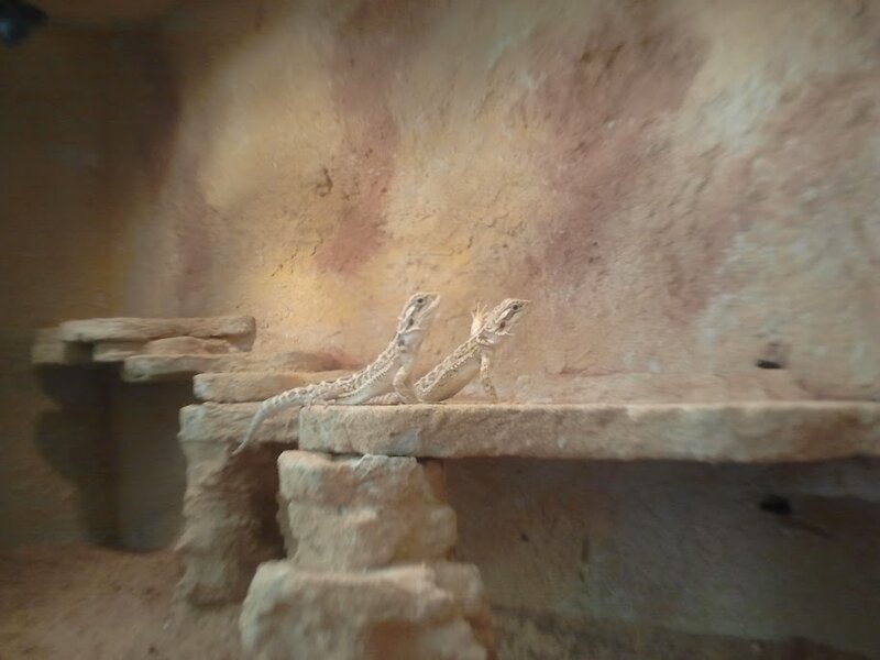 Two Bearded Dragons — Brown
