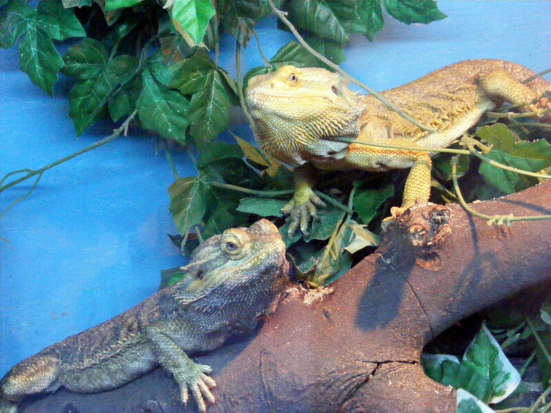 Two bearded dragons in terrarium