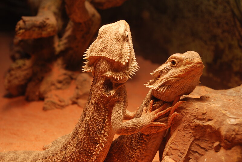 Two bearded dragons interacting