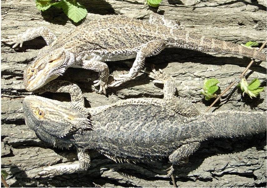 Two bearded dragons on wood