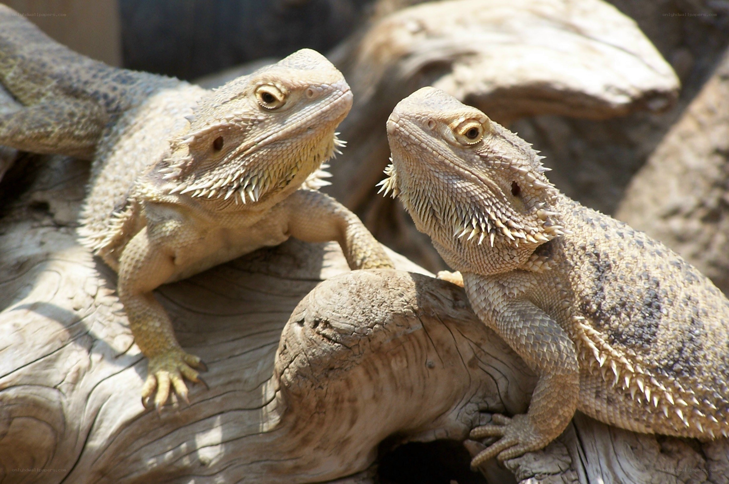 two bearded dragons on wood