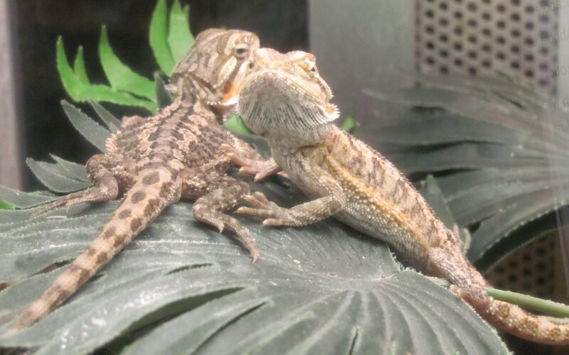 Two Bearded Dragons