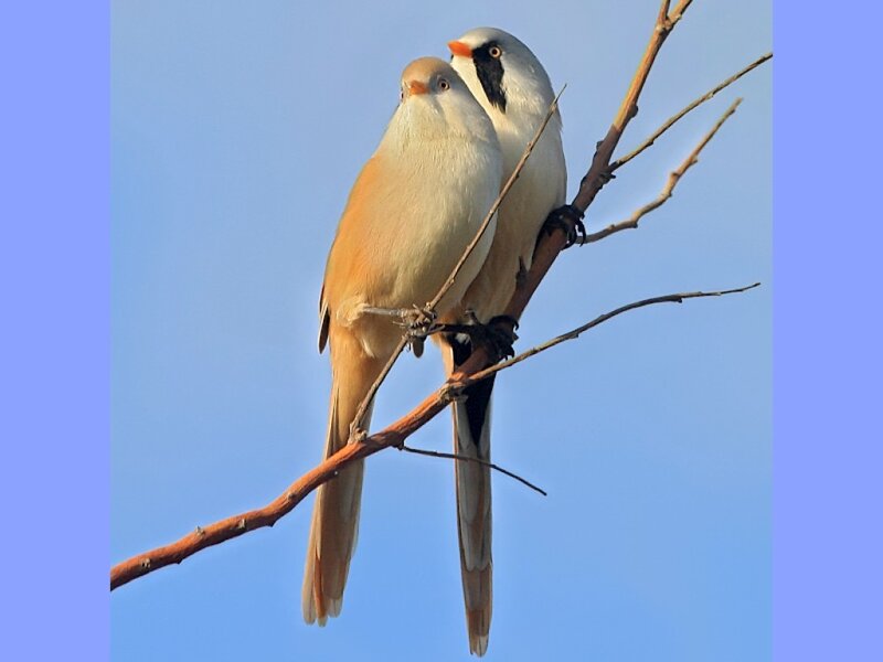 Two Bearded Reedlings