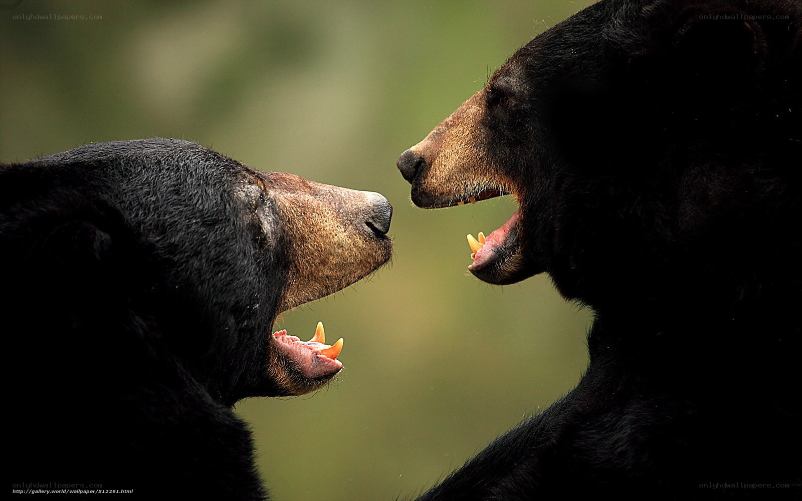 Two bears facing off