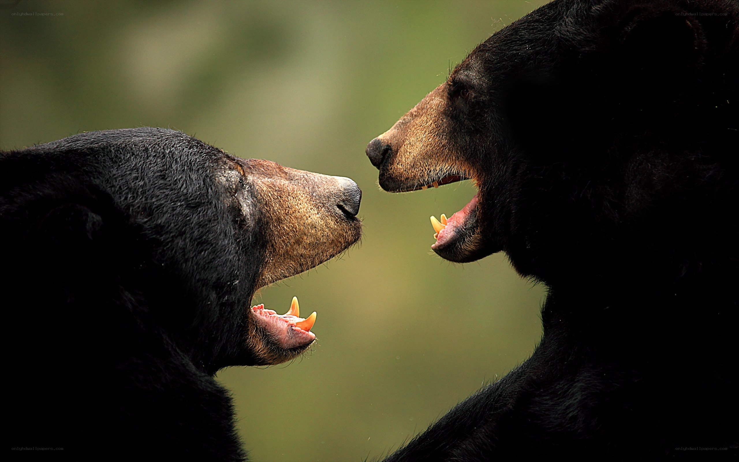 Two bears facing off