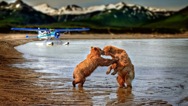 Two Bears Fighting — Brown