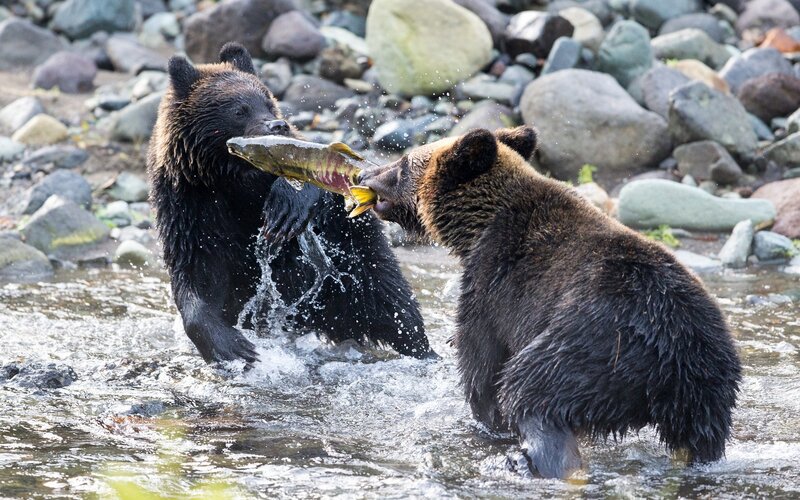 Two Bears Fighting for Fish