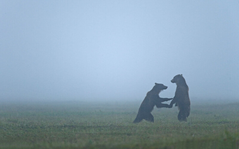 Two Bears Fighting — Green