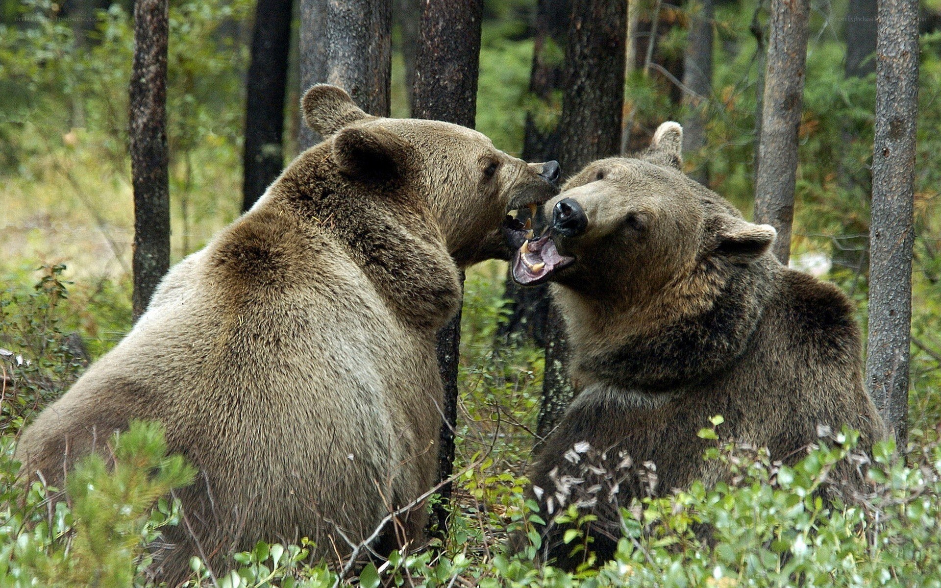 Two bears fighting in forest