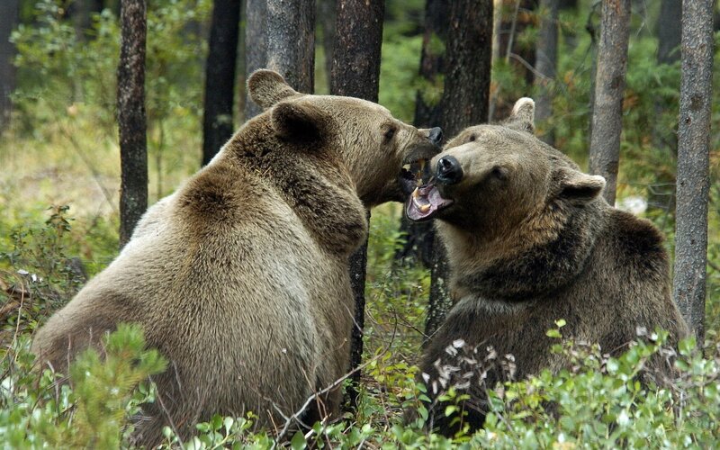 Two bears fighting in forest