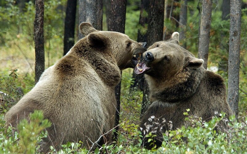 Two bears fighting in forest