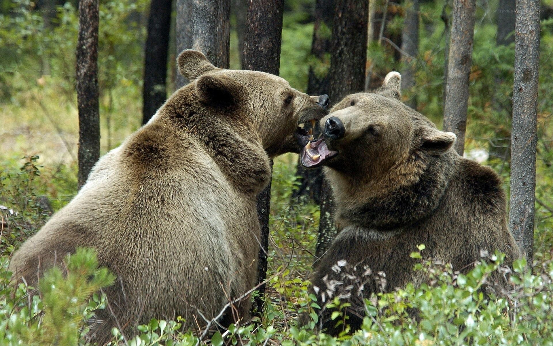 Two bears fighting in forest
