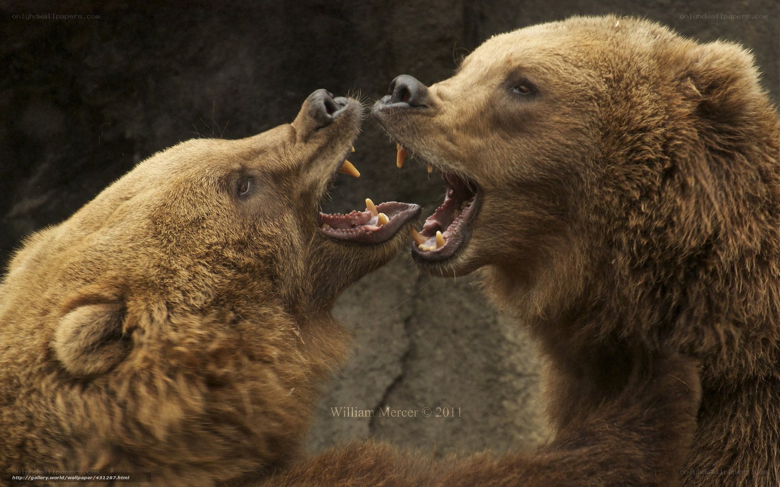 Two bears in a fierce confrontation