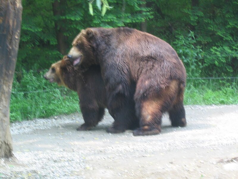 Two bears in a forest