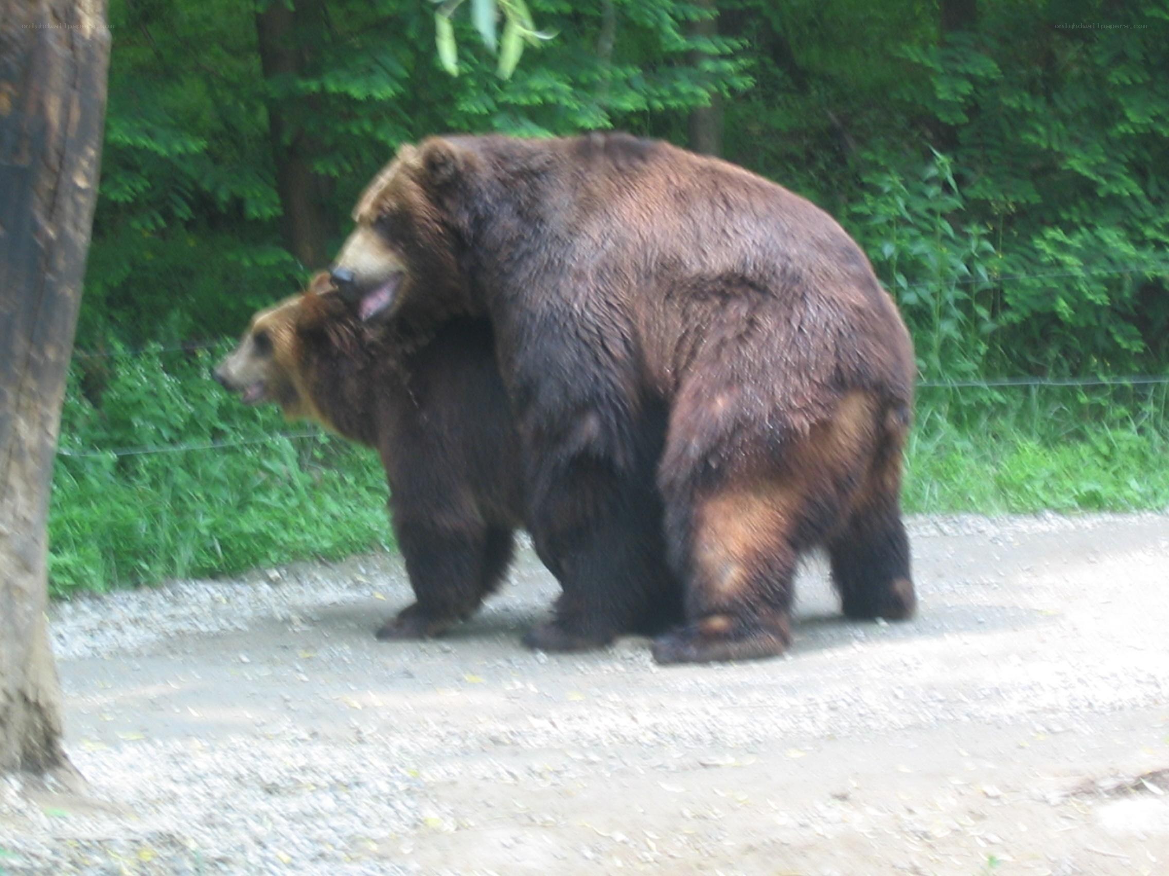 Two bears in a forest