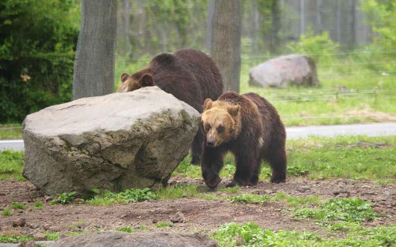 Two bears in a natural enclosure