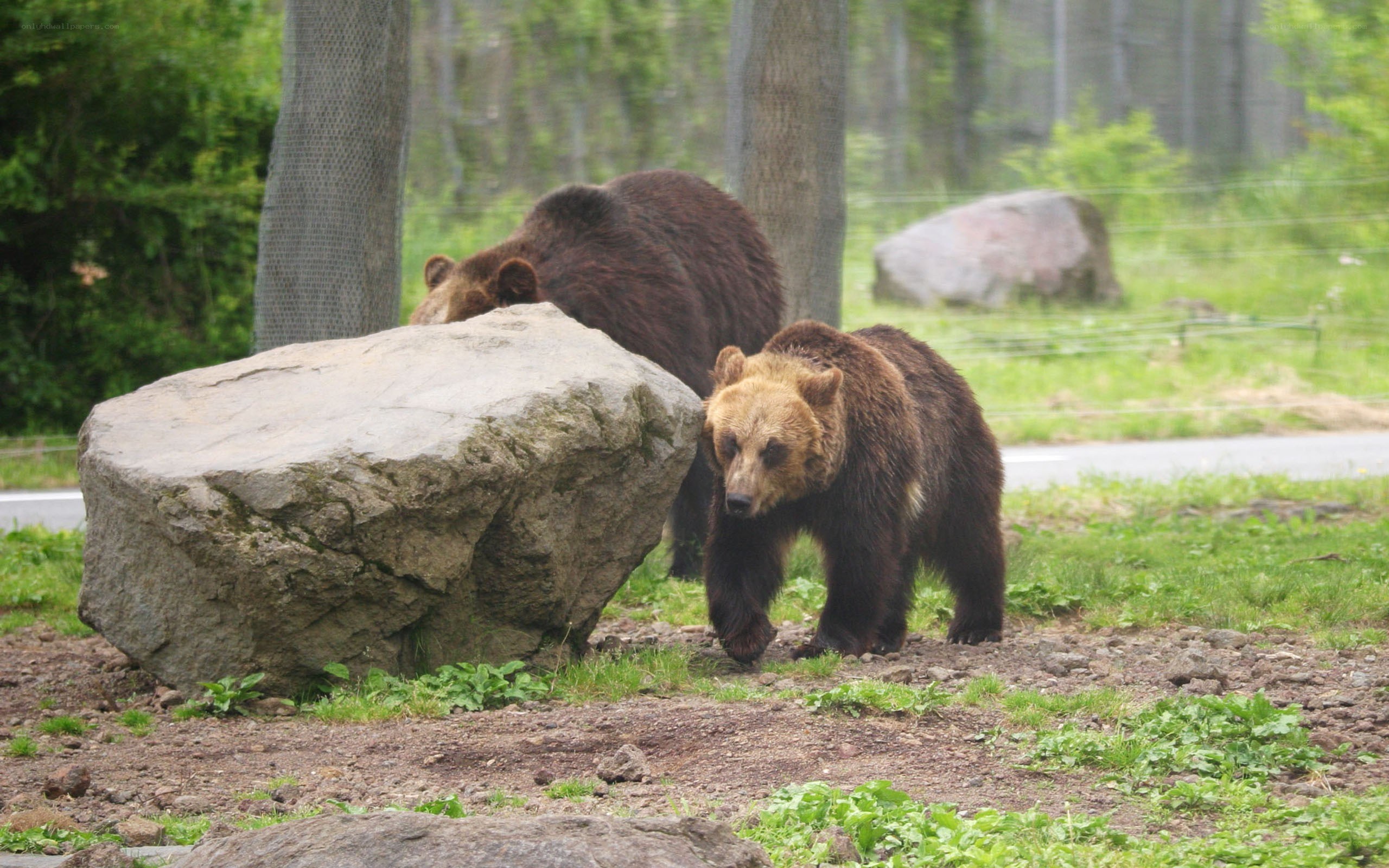 Two bears in a natural enclosure