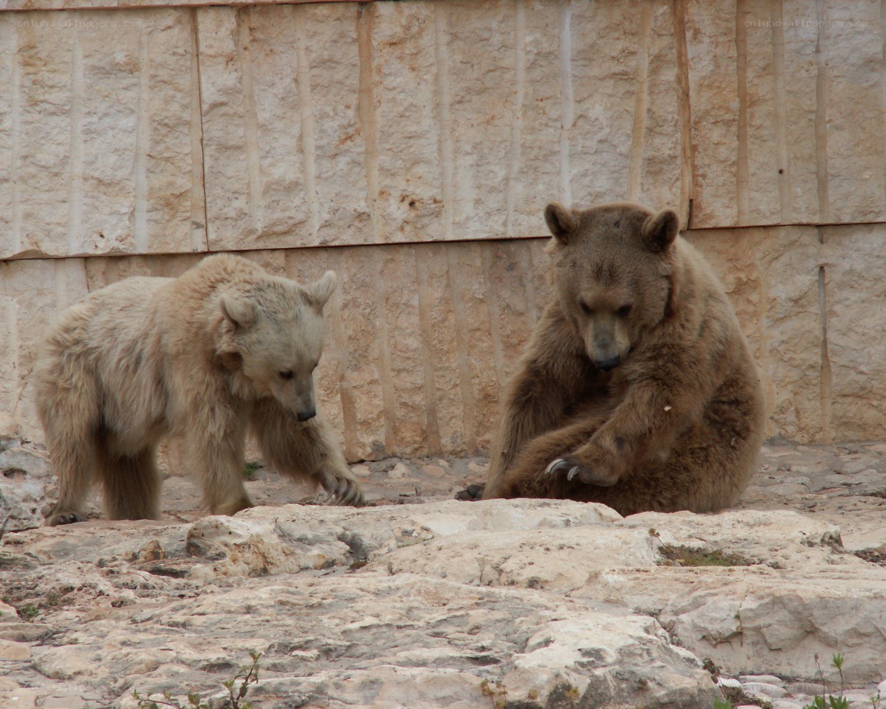 Two bears in a rocky enclosure